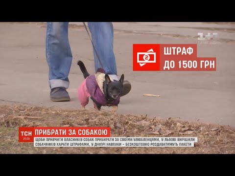 ТСН: Штрафи та безкоштовні пакети: активісти намагаються привчити українців прибирати після своїх собак ТСН: Штрафи та безкоштовні пакети: активісти намагаються привчити українців прибирати після своїх собак