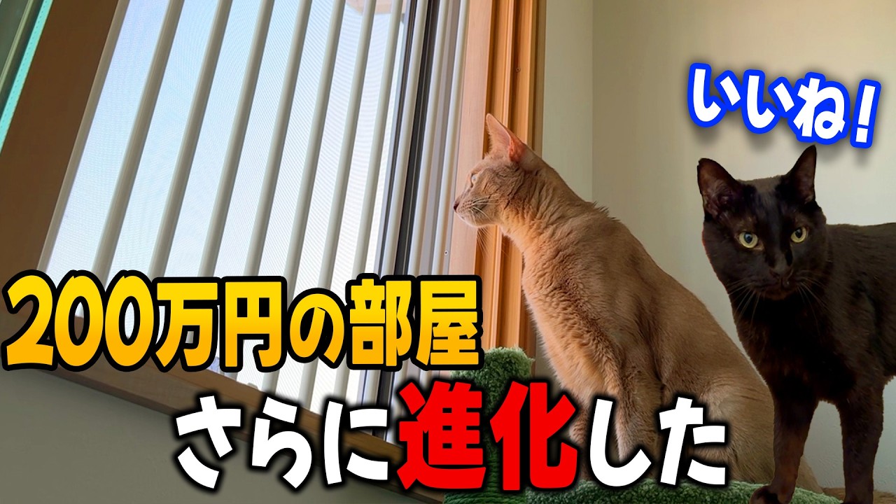 【クロ@猫飼ってます 】 リクエストページ 愛猫のために作った【200万円の部屋】をさらに進化させました！ - YouTube