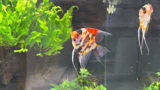 Red Devil Angelfish at Aquotix Aquariums, Perth