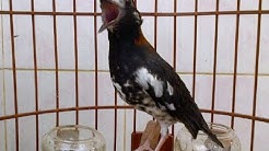 Suara Burung ANIS KEMBANG GACOR NGEROL - Durasi Panjang Untuk MASTERAN dan PANCINGAN  - Durasi: 51:48.  Suara Burung ANIS KEMBANG GACOR NGEROL - Durasi Panjang Untuk MASTERAN dan PANCINGAN  - Durasi: 51:48.