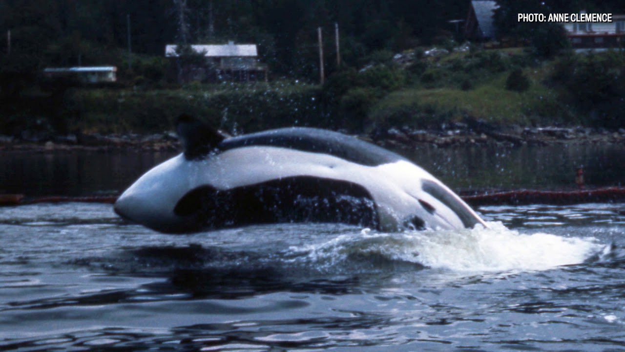 International campaign to bring Corky the killer whale home YouTube