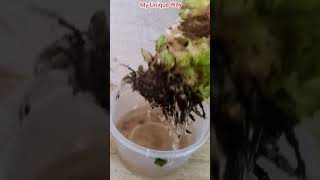 Cabbage planting at home|முட்டை கோஸ் நடவு|My Unique Wayshorts