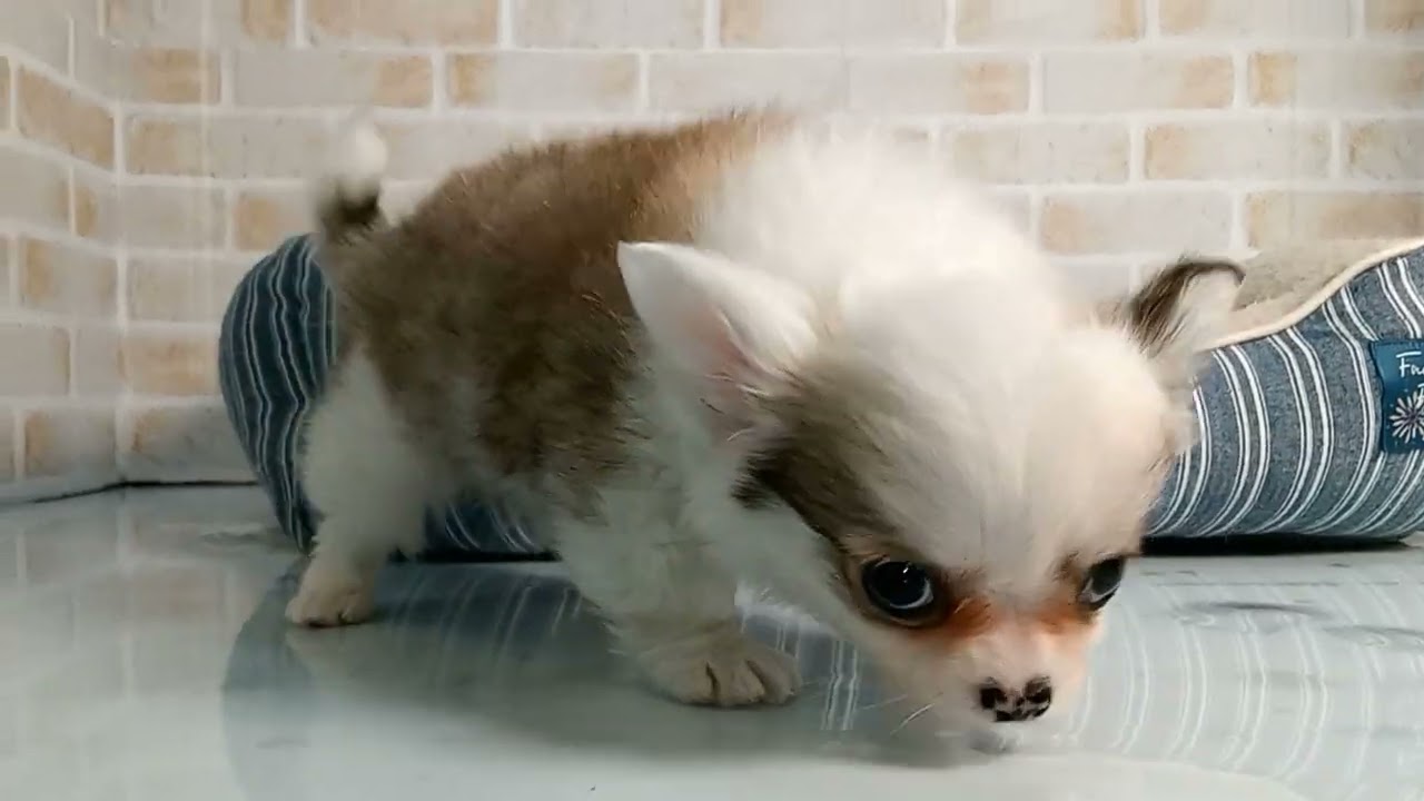 748719 チワワ（ロングコート） - YouTube