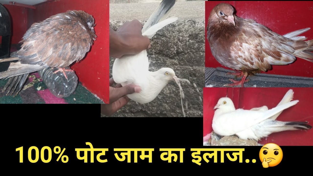 100% Pott Jam Ka illaj Kabootaro Ka..🤔