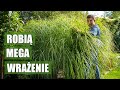 Moja kolekcja traw ozdobnych. Ornamental grass collection