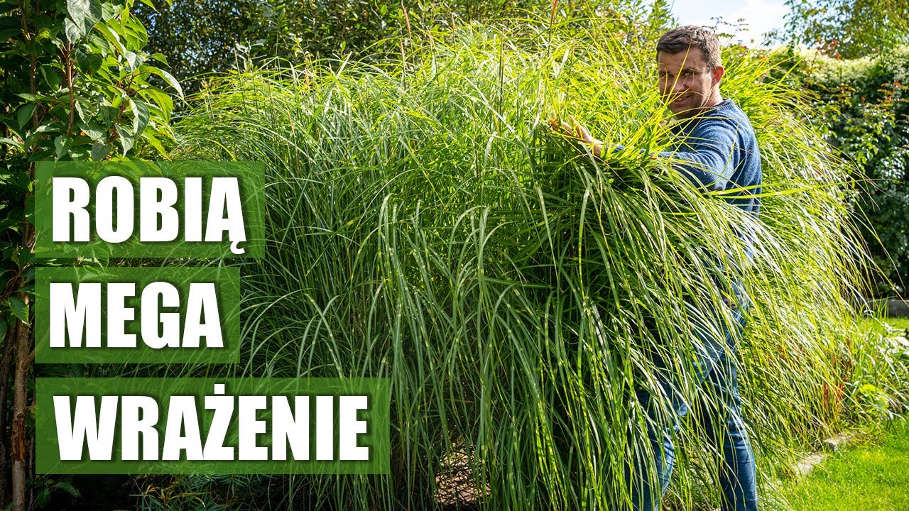 Moja kolekcja traw ozdobnych. Ornamental grass collection