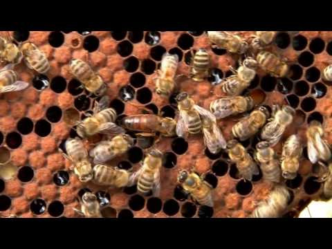 Видео: Как пчелите правят мед