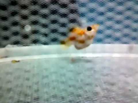 Balloon Molly Giving Birth Youtube Balloon Molly Giving Birth Youtube