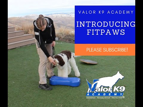 Vídeo: O novo K9FITbone - Por que todo cão deveria ter um