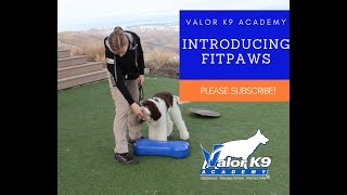 How to introduce your dog to FitPAWS