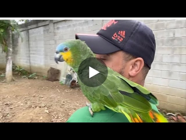 Compilação de Papagaios Engraçados e Pássaros Bonitos 2020 Loros Adorables  Recopilación # 4