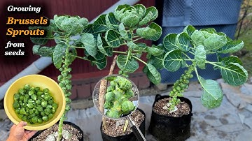 Growing Brussels Sprouts from Seed to Harvest - Step by Step (Containers & Grow bags)