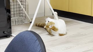 イタズラを仕返すと、簡単に見破る猫が凄すぎた