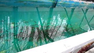 100,000 fish at goldstream hatchery.