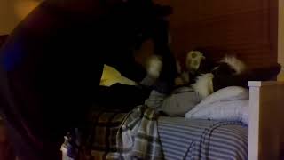 Surprised Kitty Fursuit Parody