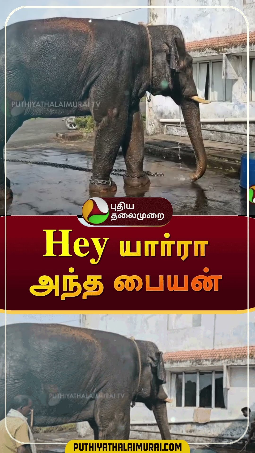 Hey யார்ரா அந்த பையன் | #shorts | #elephant