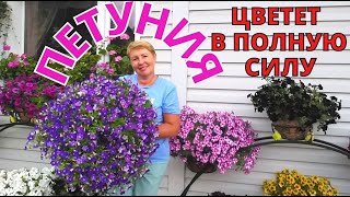 ПЕТУНИЯ цветет в полную силу. Выяснила ПРИЧИНЫ плохого цветения