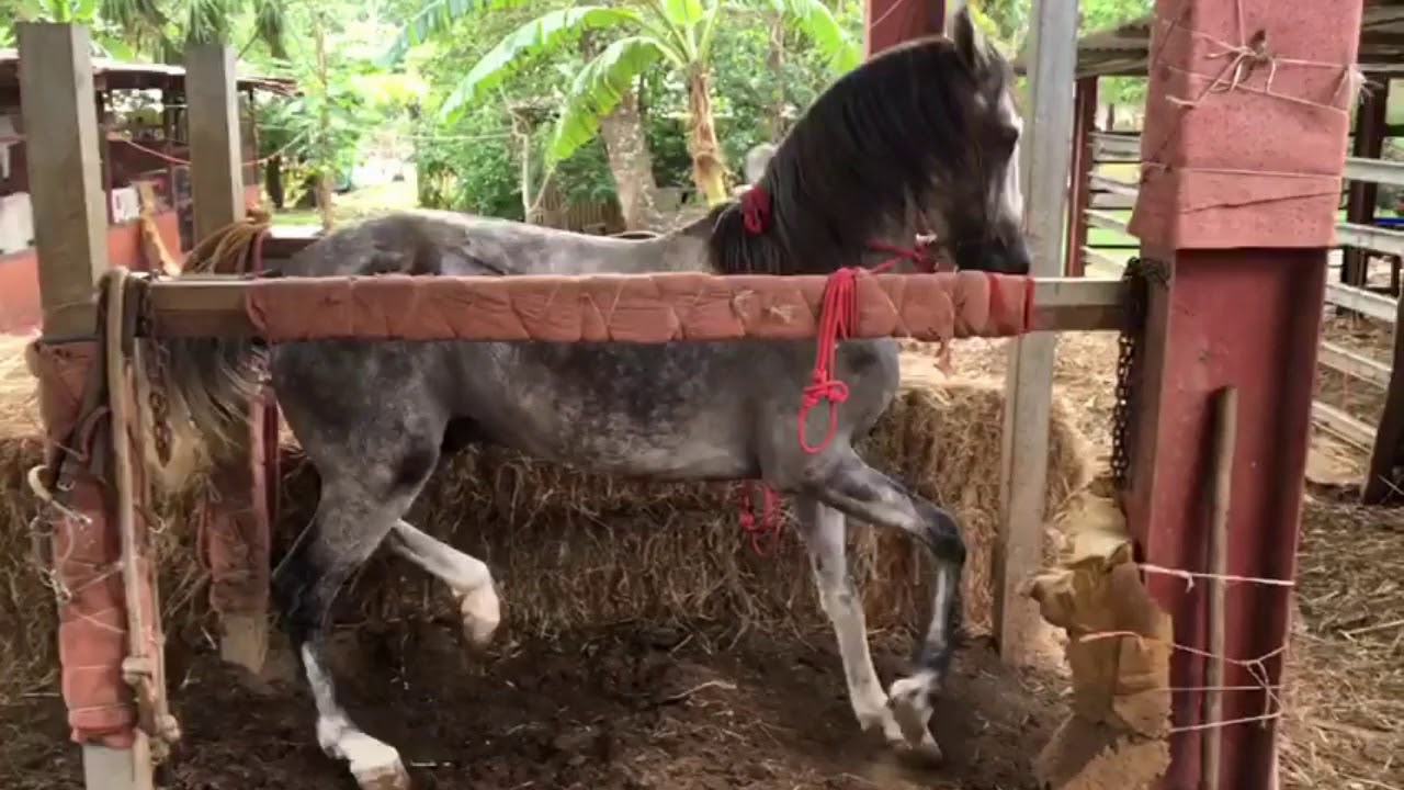 Caballo patas blancas - YouTube