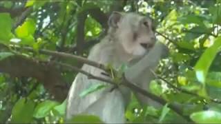 Monkey Business by phanamonkeyproject 366 views 6 years ago 26 minutes