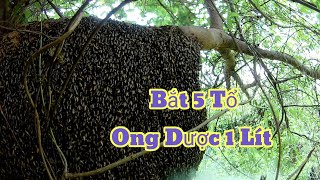 4 Anh Em Mình Đi Bắt Ong Bắt Được 5 Tổ Được 1Lít