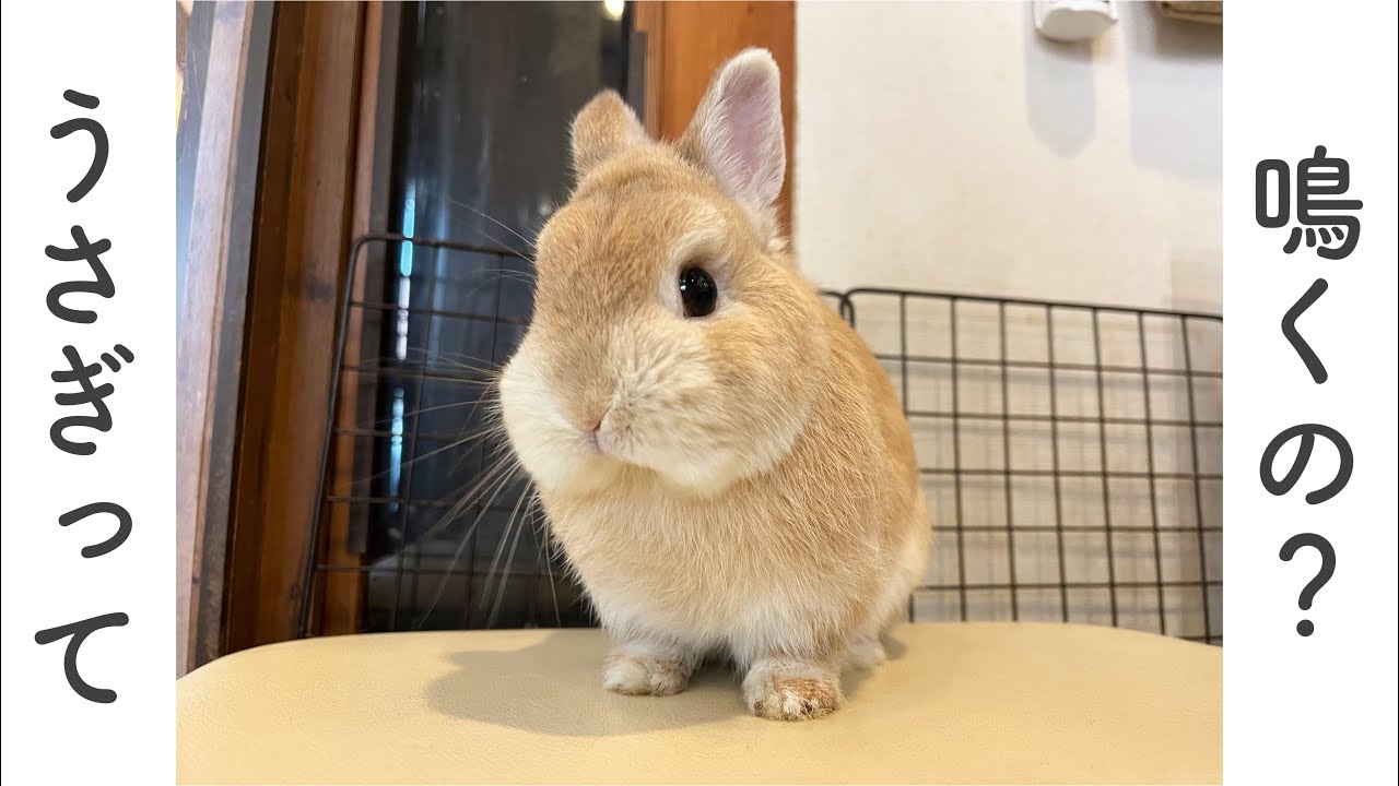 検証】うさぎって鳴くの🤔？ - YouTube