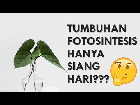 Video: Apakah jenis tumbuhan yang mengambil karbon dioksida pada waktu malam?