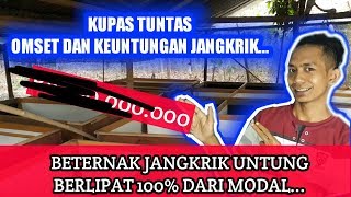 Keuntungan dan Omset Budidaya Jangkrik