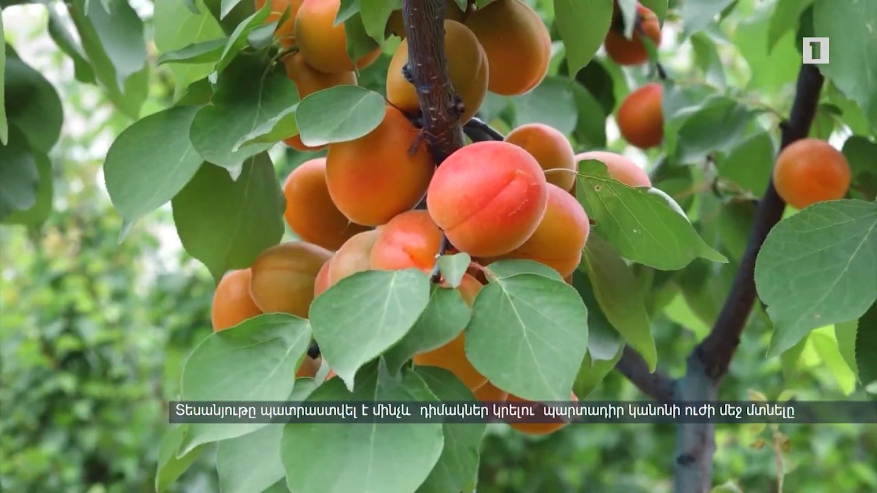 Արաքսի ափամերձ հատվածում ծիրանի ինտենսիվ այգիներ են ստեղծվում