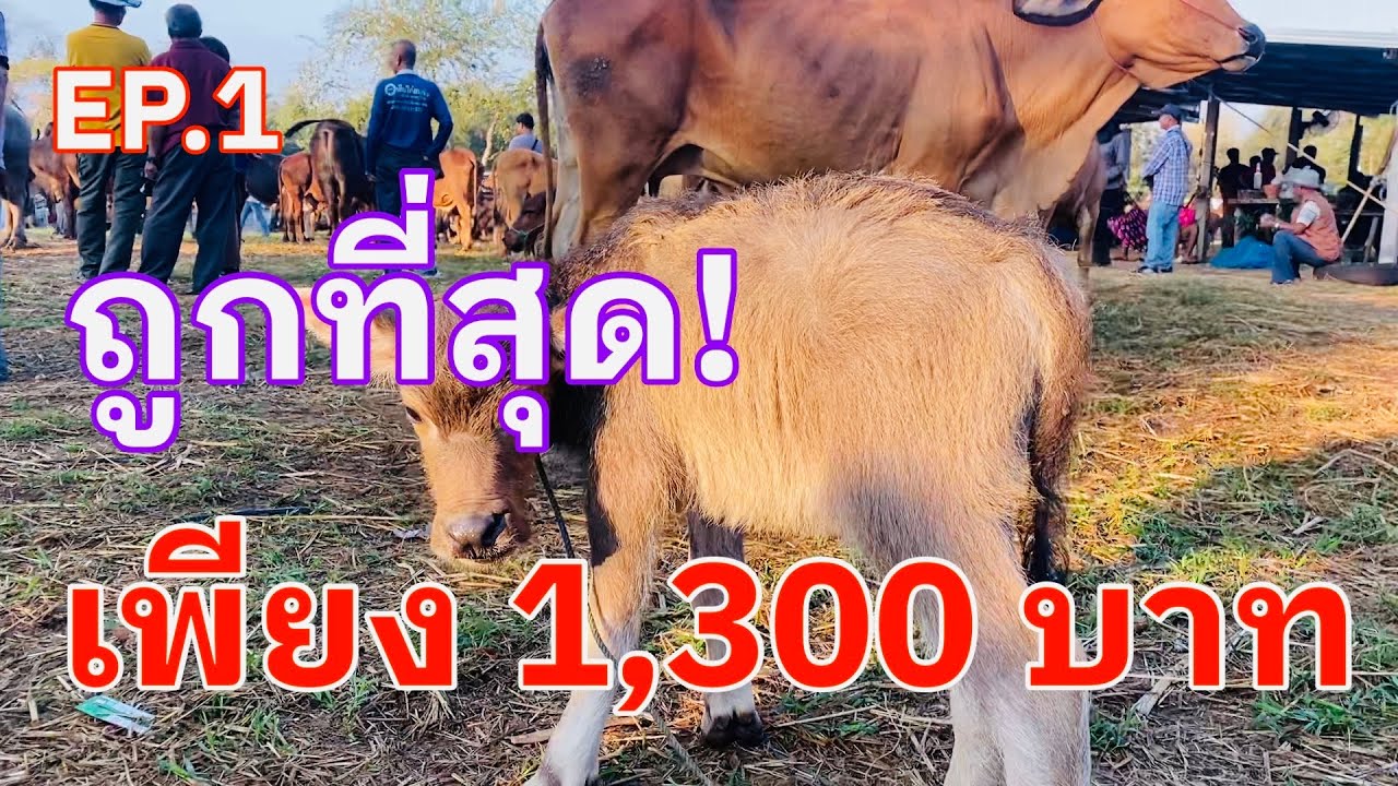 EP.1 #ถูกที่สุดเพียง1,300บาท #ราคาวัววันนี้ 1 มีนาคม 2569 #ตลาดวัวอำเภอสมเด็จจังหวัดกาฬสินธุ์ #cow