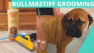 Bullmastiff Grooming Needs