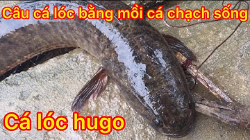 Câu cá lóc cá nheo bằng mồi cá chạch/catfish/Snakehead /Quyền Nguyễn Vlog