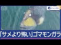 「サメより怖い」ゴマモンガラ フィンをかみちぎることも...【スーパーJチャンネル】(2025年8月19日)