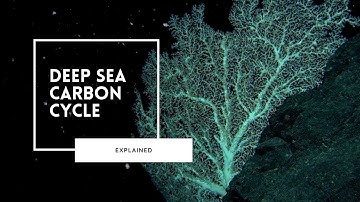 The Marine Carbon Cycle Explained