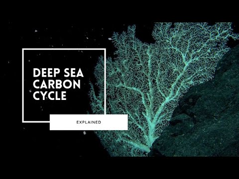 The Marine Carbon Cycle Explained