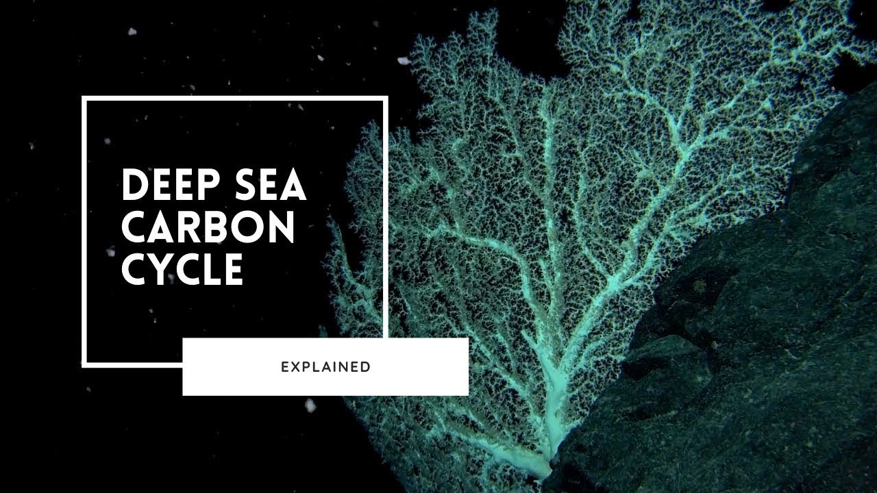 The Marine Carbon Cycle Explained