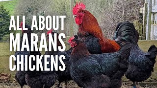 Marans Chickens: Breed Profile, Varieties and Care