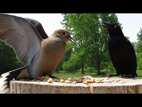 Mourning Dove Doesn T Play Well With Others 