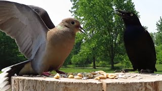 Mourning dove doesn't play well with others