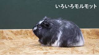 動物園水族園教材集「モルモットをみよう・しろう・なかよくなろう」