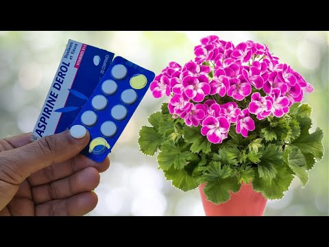 لن تصدق الاسبرين للنباتات مبيد فطري و حشري و محفز انبات آمن و رخيص و طبيعي 