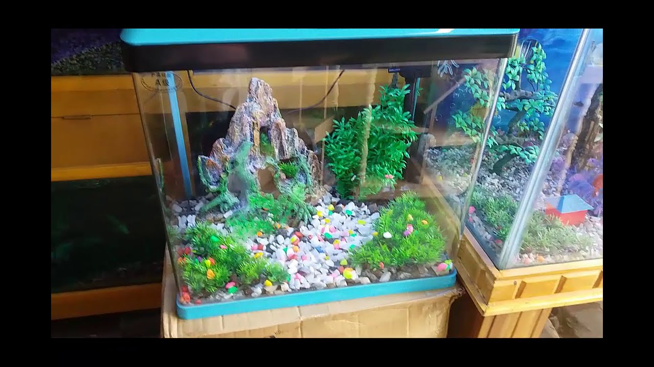 Aquarium price in Bangladesh/কাটাবনের একুরিয়ামের দাম YouTube