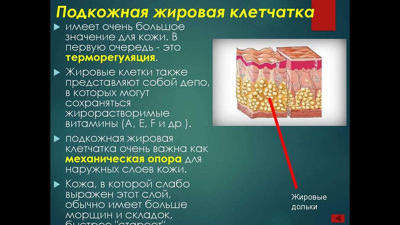 Какие функции выполняет образование кожи