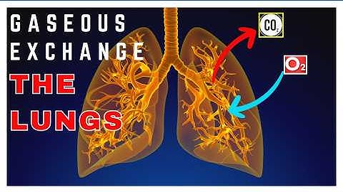 Breath of Life: The Unseen Journey of How Gases Exchange Take Place