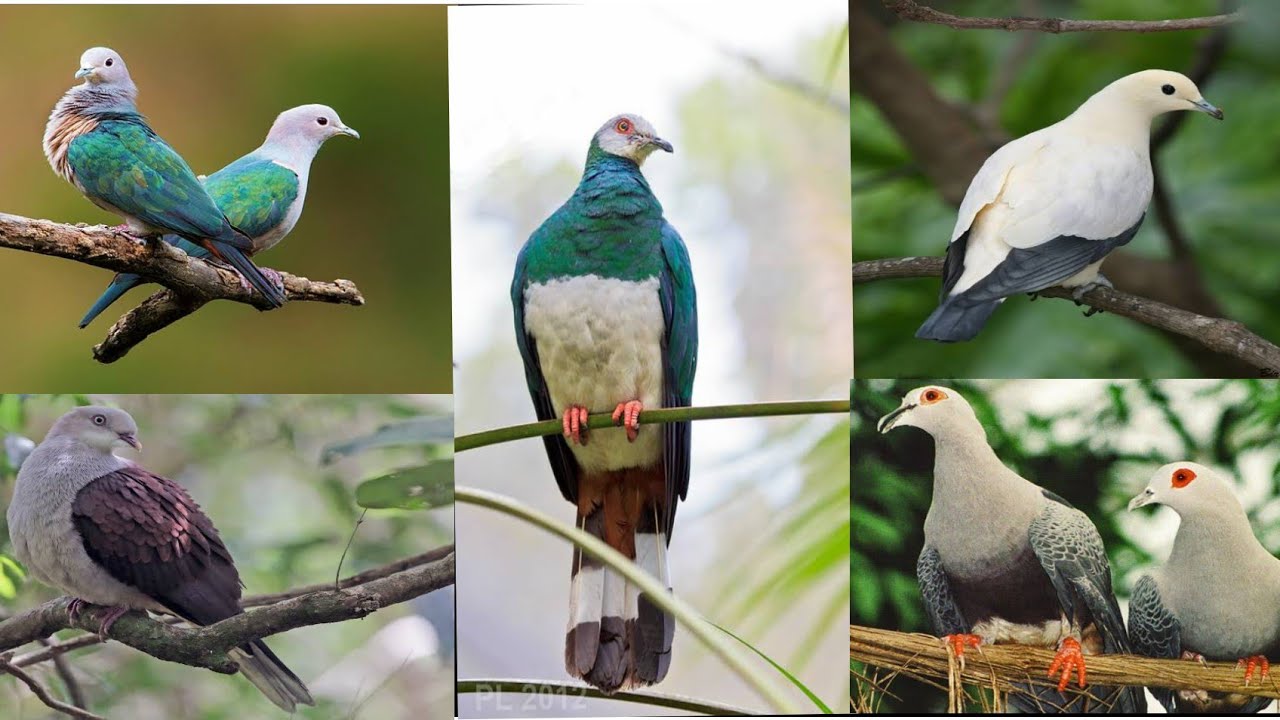 best 5 beautiful imperial wild pigeon in the world 