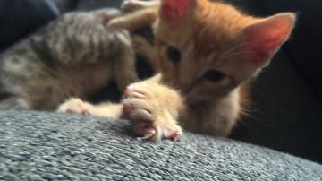 Metasonix 4u: two RK7´s tracking a Serge NTO pulse, and then RK3,RK6&RK2