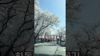 4월 하동 십리벚꽃길 #벚꽃 #벚꽃엔딩 #하동 #봄나들이 #꽃놀이 #여행 #십리벚꽃