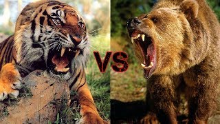 مواجهة الحيوانات #2 النمر ضد الدب - اقوى مقارنة بين النمر والدب + معلومات