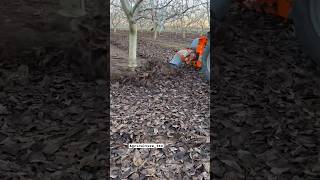 Leaf Blower For Orchards & Vineyards || Made By Tenias Group Spain || #Shorts