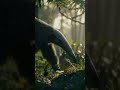 This Huge Animal Eats Only Ants?! | Giant Anteater Facts