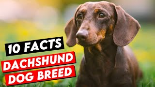 10 Amazing Facts About Dachshund Dog Breed You Need To Know